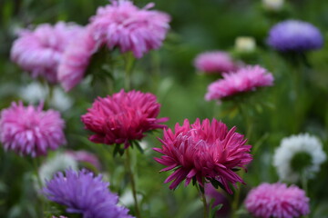 Pink asters blooming flowers background, floral background.