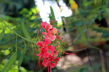 Close-up view of the Peacock flowers.