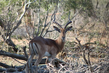 antilope impala dans le parc national kruger
