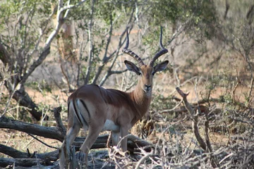 Deurstickers impala antilope in kruger nationaal park © Abigail