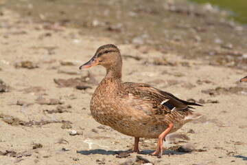 Female Mallard