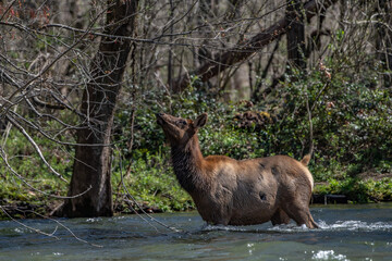 Deer in a forest river © Adrian De La Paz/Wirestock