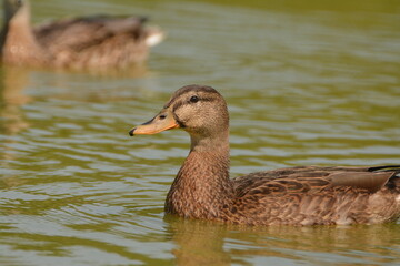 Female Mallard