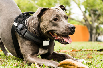 Pit bull dog playing and having fun in the park. Cloudy day. Selective focus.