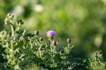 A Thistle in the Sussex countryside, with a Shallow Depth of Field