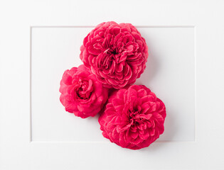 three bright roses in a frame on a white background, creative background