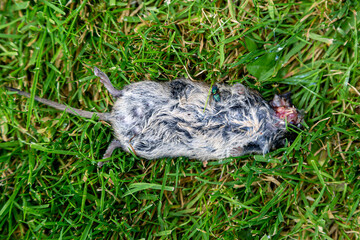 A Fly Feasting on the Corpse of a Dead Mouse
