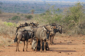 Fototapeta premium wildebeest on the savannah