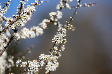White Tree Blossom on a Sunny Spring Day