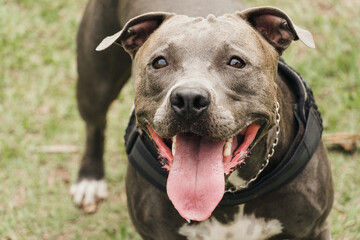 Pit bull dog playing and having fun in the park. Cloudy day. Selective focus.