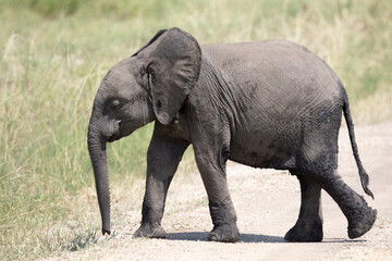 Naklejka na ściany i meble Free ranging baby african elephant, the largest existing land animals