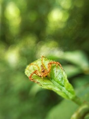 Macro shot of java lynx spider on green leaf.