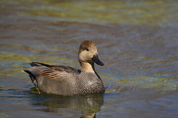 Male Gadwall on creek