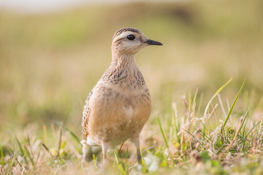 Piviere tortolino o piviere tortolino eurasiatico (Charadrius morinellus, Linnaeus 1758) &egrave; un uccello della famiglia dei Charadriidae.CastelBerto-Monti Lessini.11/09/2021