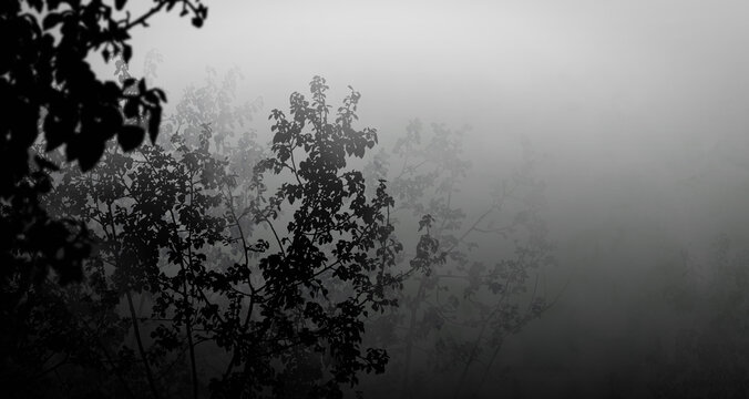 Silhouettes of trees in the fog. Hand painted image for creative design of cards, posters, cards, packaging, banners, websites, wallpapers, invitations and magazines. 