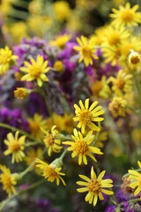 yellow and purple flowers