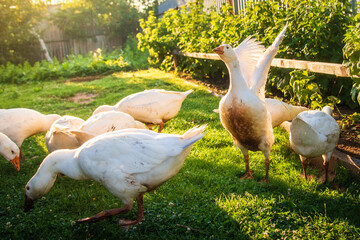 Geese graze in the village yard. Geese nibble on grass. Household.