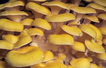 Golden oyster Mushrooms - obrazy, fototapety, plakaty