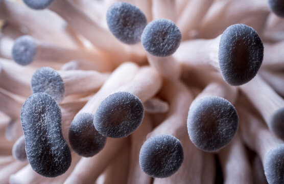 Close Up Of Blue Oyster Mushrooms Growing