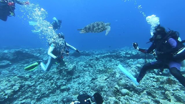 Turtle swimming with divers underwater. green sea turtle (Chelonia mydas) . ocean scenery human with animal. Diving in Okinawa Island, Japan