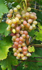 Grapes ripen on the branch of the bush