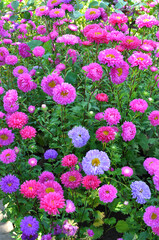 Garden asters grow in flower beds