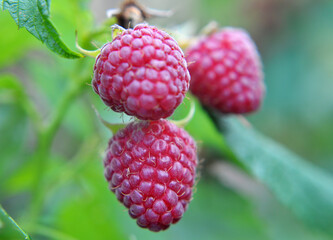 Fruits of raspberry on a bush branch