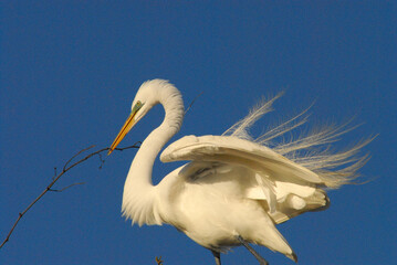 BIRDS- Florida- Close Up of a Great White Egret Building a Nest Against a Clear Sky