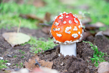 Amanita muscaria. Poisonous mushroom in nature. Fly agaric in forest