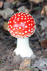 Amanita muscaria. Poisonous mushroom in nature. Fly agaric in forest