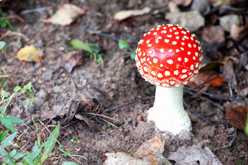 Amanita muscaria. Poisonous mushroom in nature. Fly agaric in forest