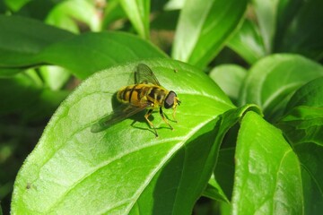 Hoverfly on green leaf in the garden,  closeup