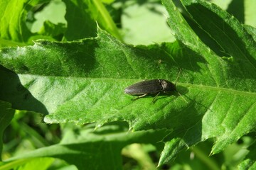 Black agriotes cockroach in the garden on green leaf background