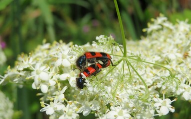 Red trichodes beetle mating on elderberry flowers, closeup