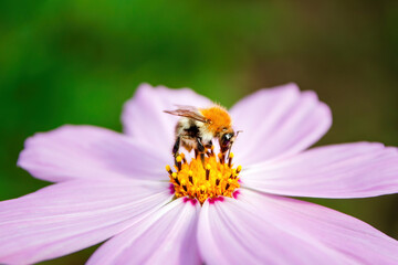 Bombus pascuorum, the common carder bee, single bumblebee on pink Cosmos flower, selective focus