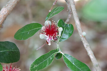 Close-up view of Pineapple Guava Feijoa sellowiana tree blossoms in spring