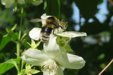 Bumblebee on jasmine flowers in the garden in spring, closeup