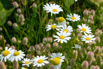 Fototapeta premium daisies between the grass in the sun