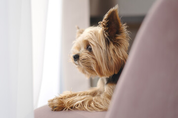 Yorkshire Terrier dog lies on a chair and looks out the window
