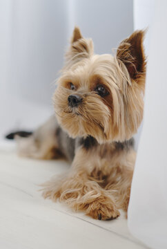 yorkshire terrier puppy