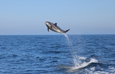 dolphin jumping, bottlenose flying