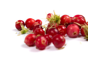 Red berries of ripe cranberries isolated on white background. Cr