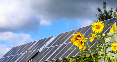 Sunflowers, solar panels
Bright yellow sunflower flowers on the background of a solar power plant. Blue sky, white with gray clouds. The concept of harmony of technology and nature.