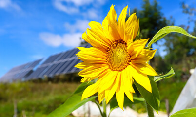 Sunflowers, solar panels
Bright yellow sunflower flowers on the background of a solar power plant....