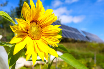 Sunflowers, solar panels
Bright yellow sunflower flowers on the background of a solar power plant....