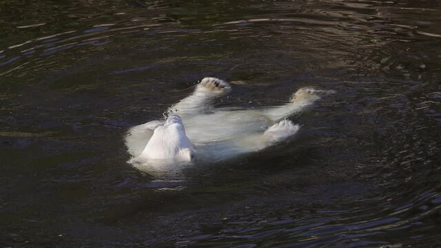 polar bear ursus maritimus is a hypercarnivorous bear whose native range lies large