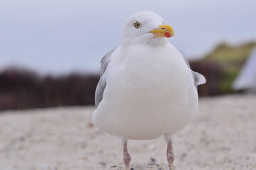 A seagull is sitting at the beach as a close up