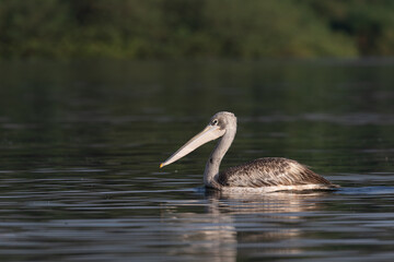 Ein Rosapelikan schwimmt auf dem Nil in Uganda.