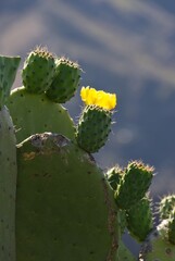 Prickly pears in bloom