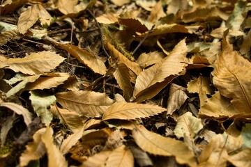 Autumn leaves background